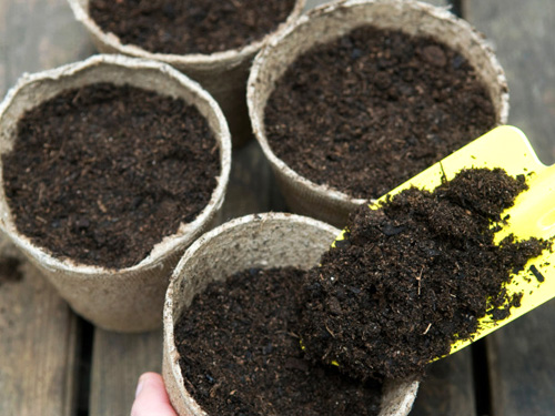 kinh nghiem trong cay hoa hương dương 6