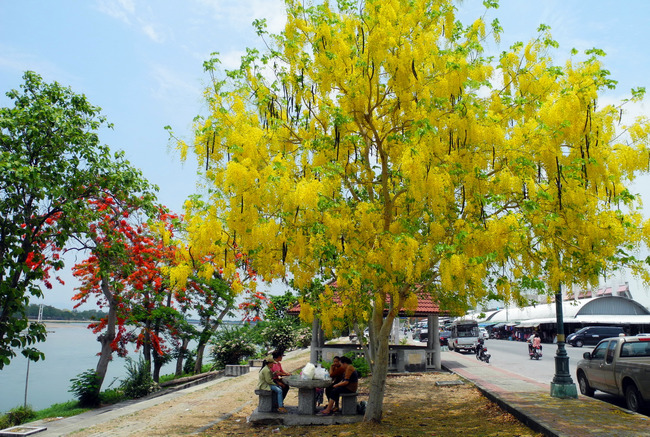 Muồng Hoàng Yến