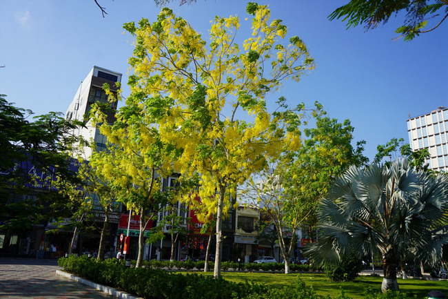 Muồng Hoàng Yến