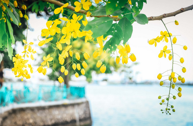 Muồng Hoàng Yến