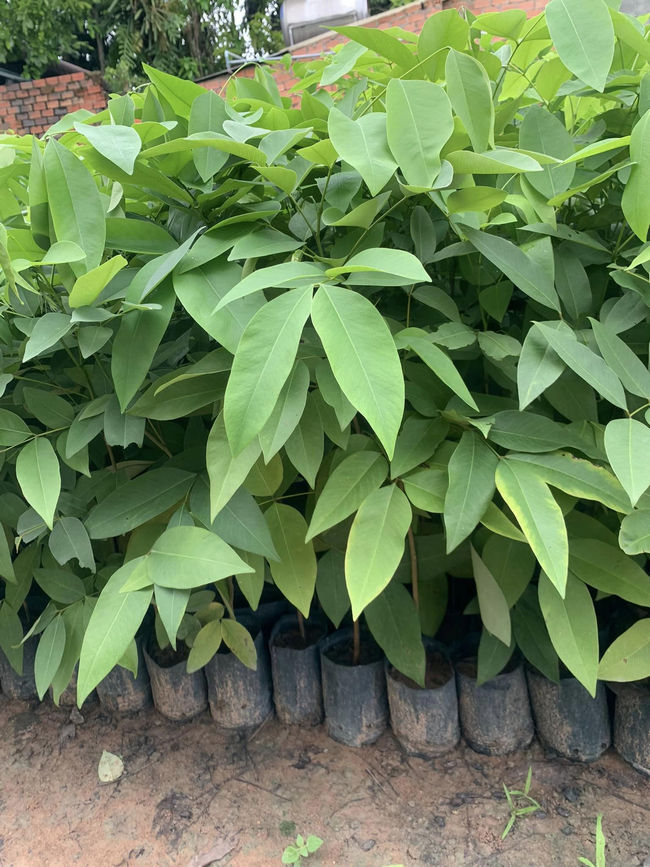 Muồng Hoàng Yến