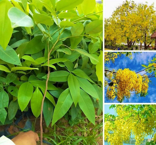 Muồng Hoàng Yến