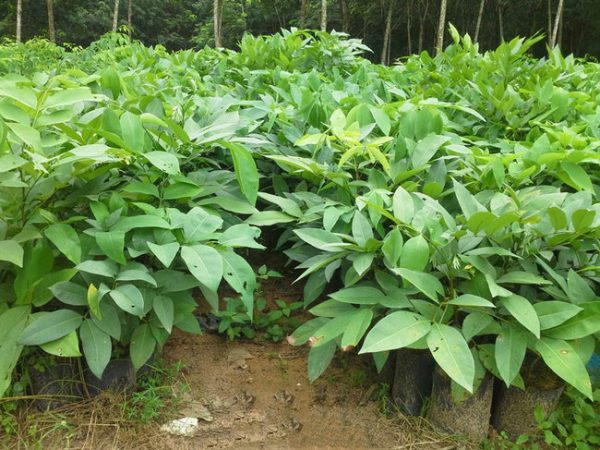 Muồng hoàng yến giống - quốc hoa xứ chùa vàng