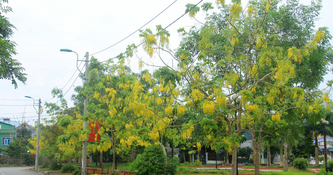 muồng hoàng yến giống