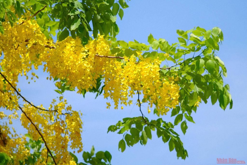 muồng hoàng yến giống