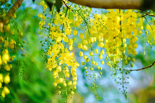 muồng hoàng yến giống