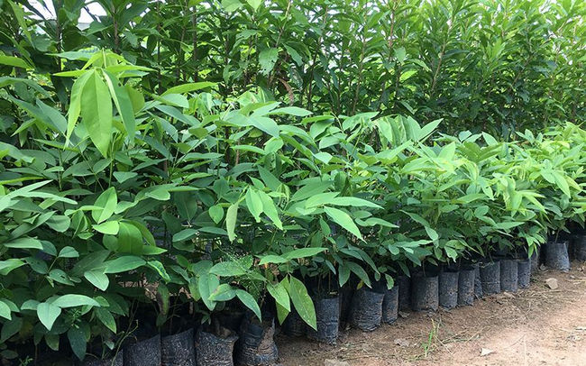 muồng hoàng yến giống