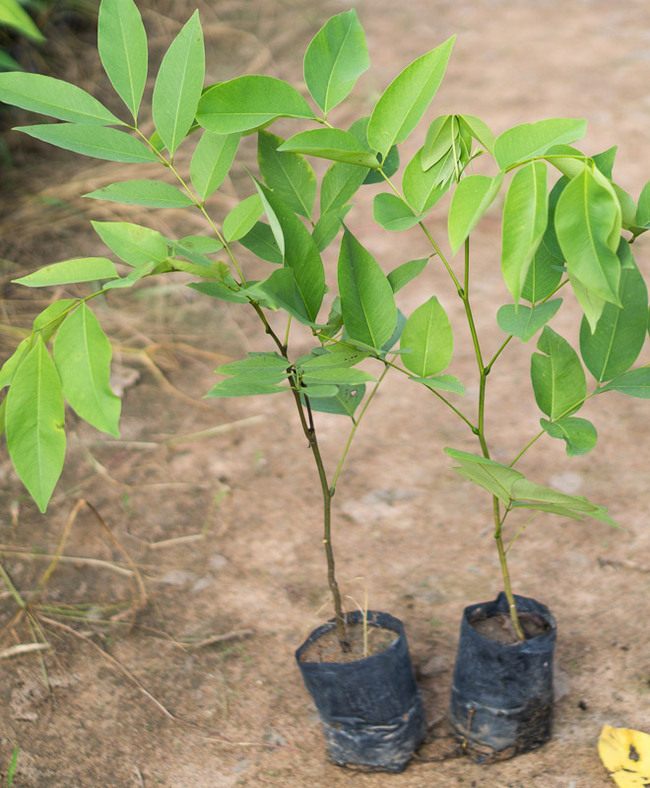 muồng hoàng yến giống
