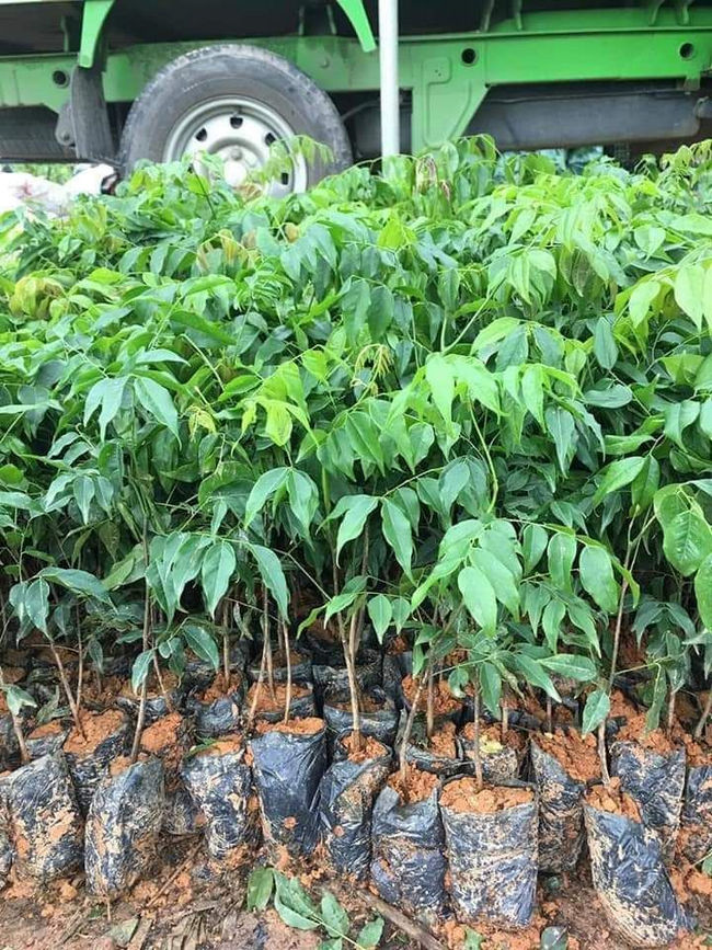 muồng hoàng yến giống