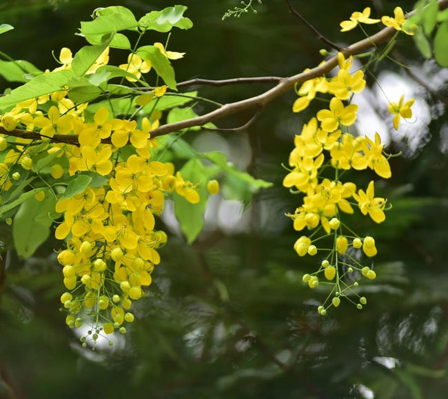  muồng hoàng yến giống 