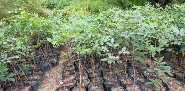 muồng hoàng yến giống