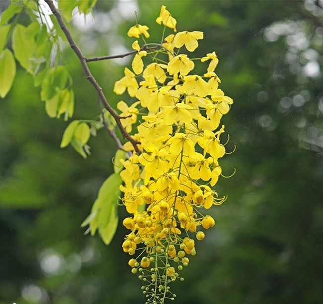 muồng hoàng yến giống