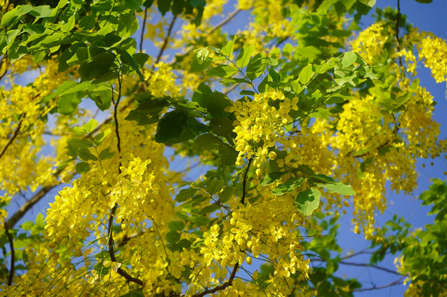  muồng hoàng yến giống