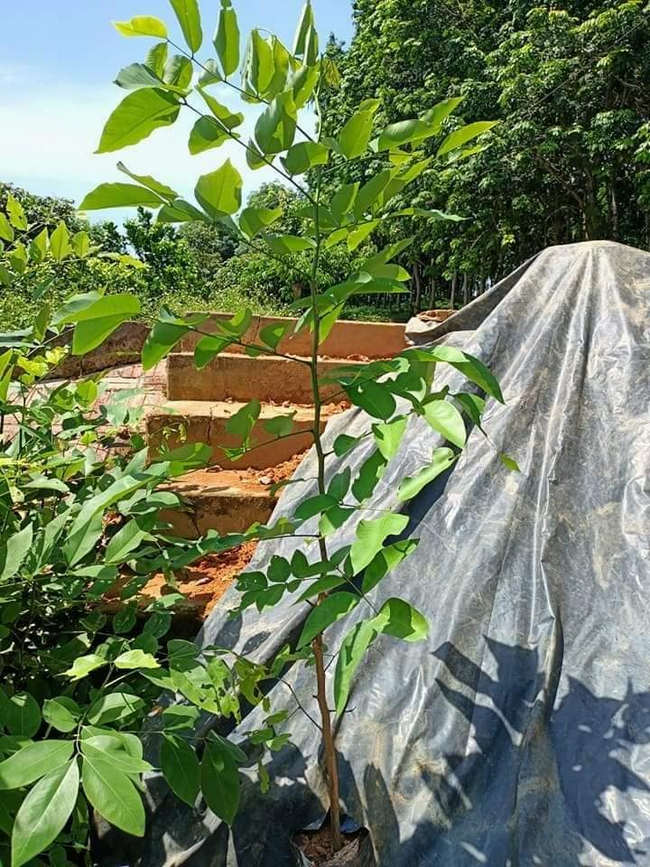 muồng hoàng yến giống