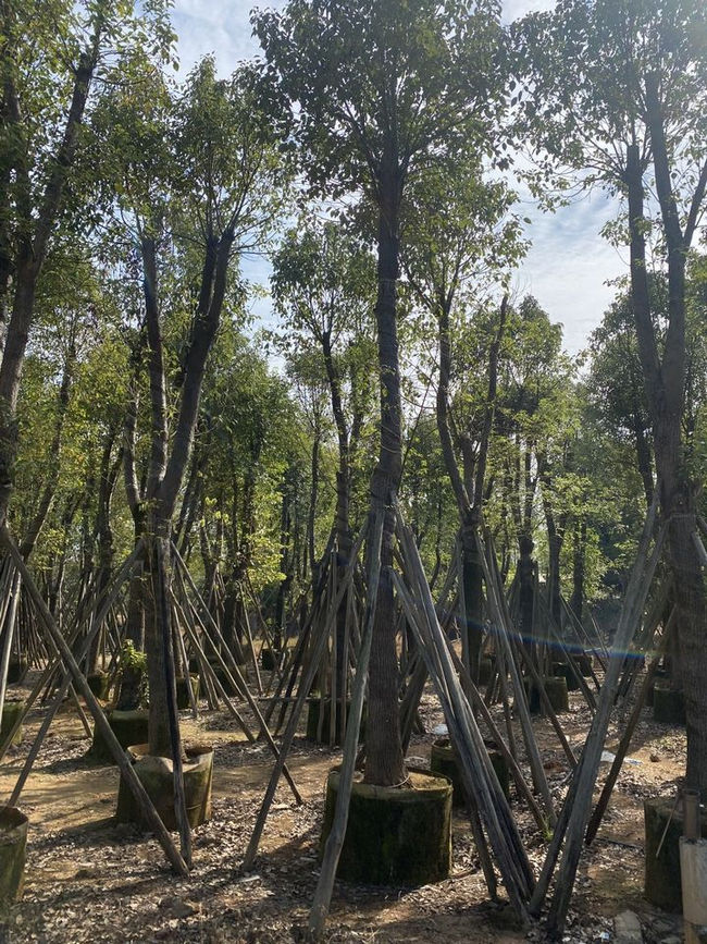  cây phong linh vàng