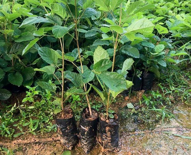 cây phong linh vàng