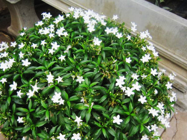 thiet-ke-san-vuon-bang-cay-mai-van-phuc -1