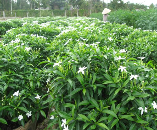 thiet-ke-san-vuon-bang-cay-mai-van-phuc-4