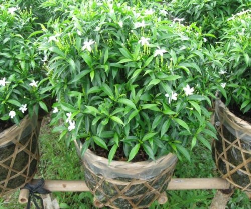 thiet-ke-san-vuon-bang-cay-mai-van-phuc