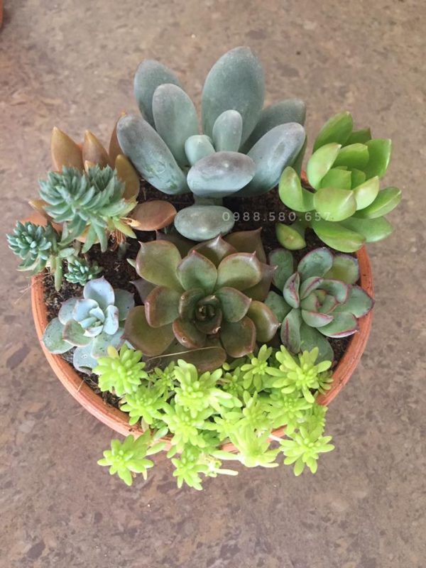 Tiểu cảnh sen đá