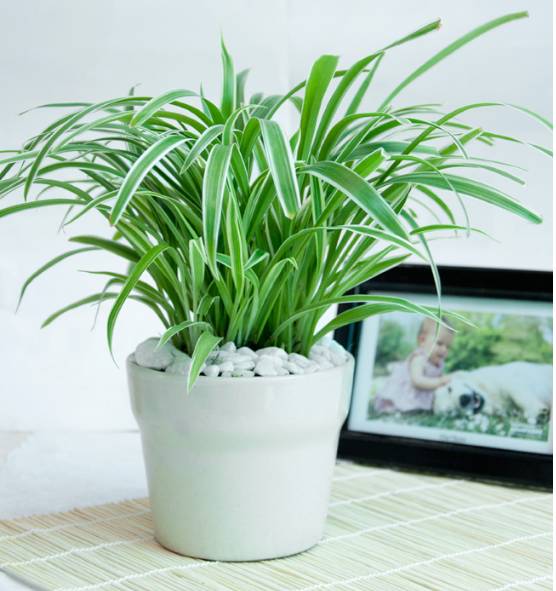 top-10-cay-thanh-loc-khong-khi-tot-nhat-7