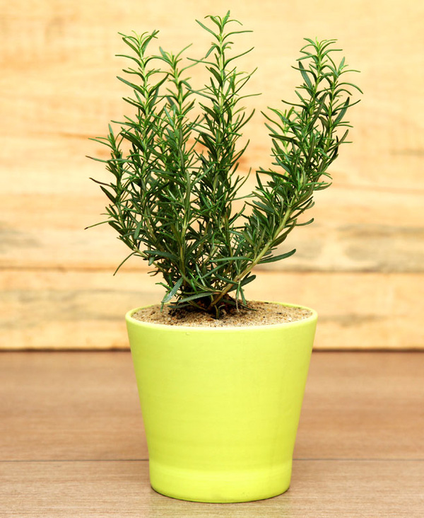 trong-cay-duoi-muoi-trong-nha-4