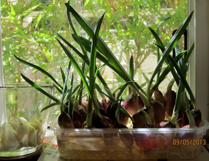 trong-cay-duoi-muoi-trong-nha-5