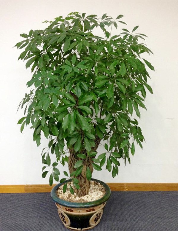 trong-cay-duoi-muoi-trong-nha