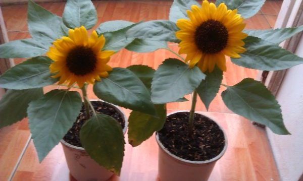 Hoa hướng dương