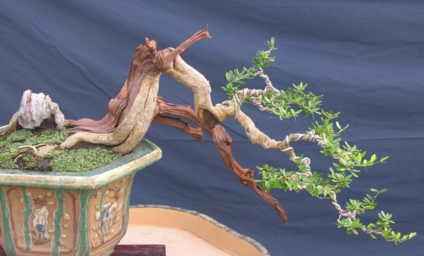 uu-diem-cua-cay-linh-sam-dang-bonsai-dep-1