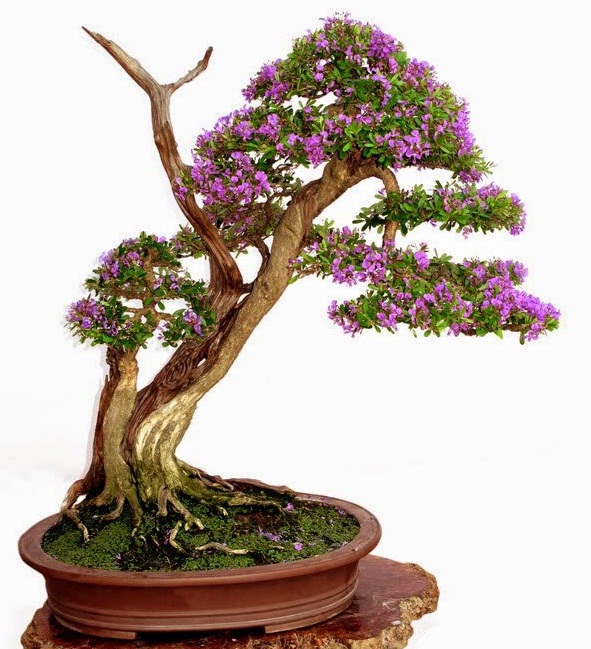 uu-diem-cua-cay-linh-sam-dang-bonsai-dep