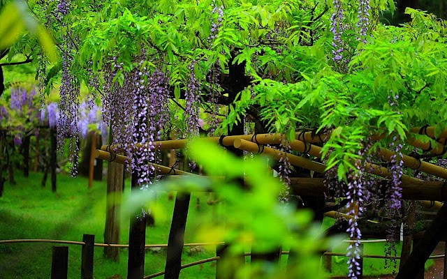 y-nghia-cua-cay-hoa-tu-dang-co-the-ban-chua-biet-2