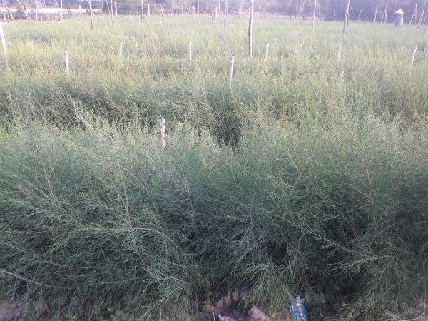 Cây phi lao giống